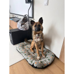 Щенок Монтана