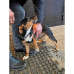 Милейшая обаяшка девочка-щенок Люси ищет дом