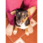 Милейшая обаяшка девочка-щенок Люси ищет дом