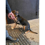 Милейшая обаяшка девочка-щенок Люси ищет дом