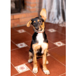 Милейшая обаяшка девочка-щенок Люси ищет дом