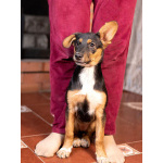 Милейшая обаяшка девочка-щенок Люси ищет дом