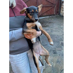 Милейшая обаяшка девочка-щенок Люси ищет дом