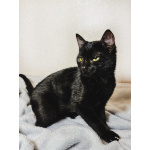 Очаровательные котята Ночь и Ириска в дар.