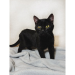 Очаровательные котята Ночь и Ириска в дар.