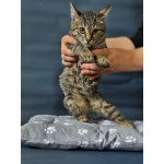 Очаровательные котята Ночь и Ириска в дар.