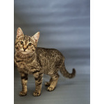 Очаровательные котята Ночь и Ириска в дар.