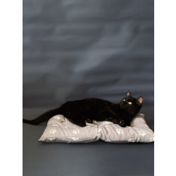 Очаровательные котята Ночь и Ириска в дар.