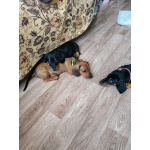 Щенок таксы