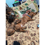 Щенок таксы