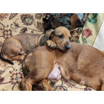 Щенок таксы