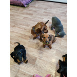 Щенок таксы