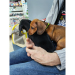 Щенок таксы