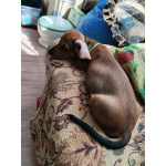 Щенок таксы