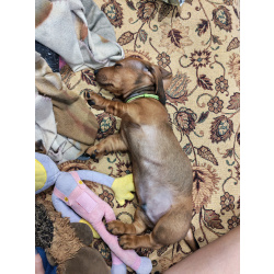 Щенок таксы