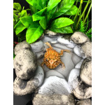 Рогатая лягушка