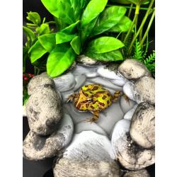 Рогатая лягушка