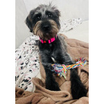 В самые добрые руки пристраивается собака-девочка - Руна.