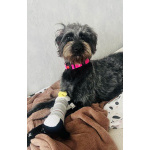 В самые добрые руки пристраивается собака-девочка - Руна.