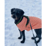 В самые добрые руки пристраивается собака-девочка - Руна.