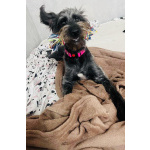 В самые добрые руки пристраивается собака-девочка - Руна.