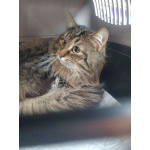 Очаровательный и нежный кот Алистер в добрые руки!