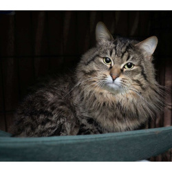 Очаровательный и нежный кот Алистер в добрые руки!