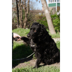 Уравновешенный, добрый пёс Амур в добрые руки