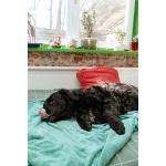 Уравновешенный, добрый пёс Амур в добрые руки