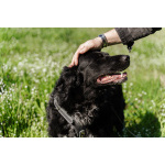 Уравновешенный, добрый пёс Амур в добрые руки