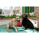 Уравновешенный, добрый пёс Амур в добрые руки