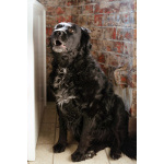 Уравновешенный, добрый пёс Амур в добрые руки