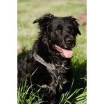 Уравновешенный, добрый пёс Амур в добрые руки