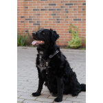 Уравновешенный, добрый пёс Амур в добрые руки