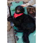 Уравновешенный, добрый пёс Амур в добрые руки