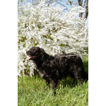 Уравновешенный, добрый пёс Амур в добрые руки