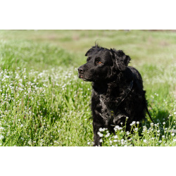 Уравновешенный, добрый пёс Амур в добрые руки