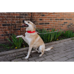 Улыбчивый, ласковый пёс Бейли в добрые руки