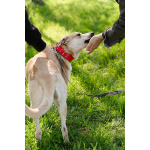 Улыбчивый, ласковый пёс Бейли в добрые руки