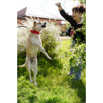 Улыбчивый, ласковый пёс Бейли в добрые руки