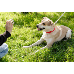 Улыбчивый, ласковый пёс Бейли в добрые руки