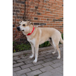 Улыбчивый, ласковый пёс Бейли в добрые руки