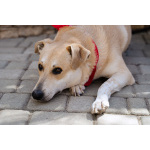 Улыбчивый, ласковый пёс Бейли в добрые руки