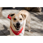 Улыбчивый, ласковый пёс Бейли в добрые руки