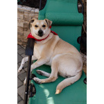 Улыбчивый, ласковый пёс Бейли в добрые руки