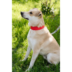 Улыбчивый, ласковый пёс Бейли в добрые руки