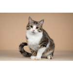 Котик Бенни ищет доброе сердце.