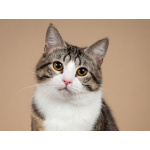 Котик Бенни ищет доброе сердце.