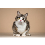 Котик Бенни ищет доброе сердце.