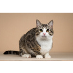 Котик Бенни ищет доброе сердце.